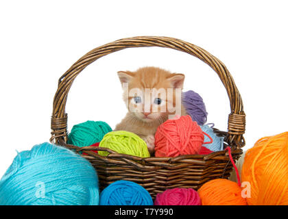 Adorable orange Ginger tabby Kitten in einem braunen geflochtenen Korb voller Garne Garne überlaufen auf Tisch, auf weißem Hintergrund. Kätzchen suchen Sli Stockfoto