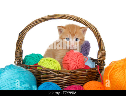 Adorable orange Ginger tabby Kitten in einem braunen geflochtenen Korb voller Garne Garne überlaufen auf Tisch, auf weißem Hintergrund. Kätzchen suchen an Stockfoto
