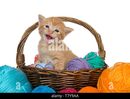 Adorable orange Ginger tabby Kitten in einem braunen geflochtenen Korb voller Garne Garne überlaufen auf Tisch, auf weißem Hintergrund. Kätzchen suchen dir Stockfoto