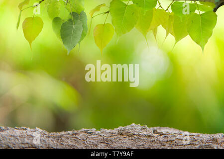 Die Affen sind in einem Käfig gefangen und die Grausamkeit der Menschheit zeigen. Stockfoto