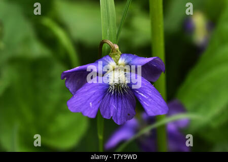 Nahaufnahme des Gemeinsamen blauen Veilchen (Viola sororia) Stockfoto