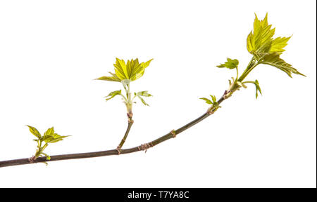 Maple Tree Branch mit jungen grünen Blättern. isoliert auf weißem Stockfoto