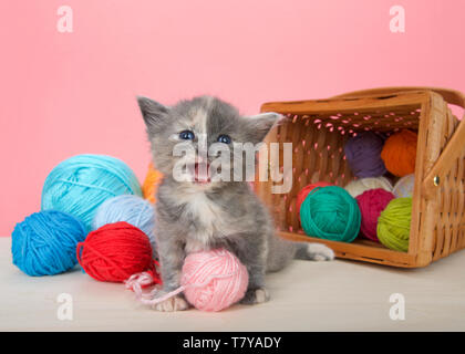 Adorable verdünnt Schildpatt baby Kätzchen sitzt neben Korb von verschüttetem Garn auf Holzboden mit rosa Hintergrund auf Viewer miauen. Stockfoto