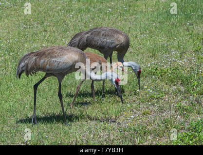 Birdwatching Florida Sandhill Crane Vogel gefiederten Gruppe Familie Antigone canadensis Nahrungssuche in der grünen Wiese landschaft natur Wildlife Fotografie Stockfoto