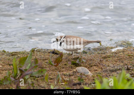 Flussregenpfeifer (Charadrius dubius), eine kleine plover Vogel wandern entlang der Ufer auf der Suche nach Essen, Großbritannien Stockfoto