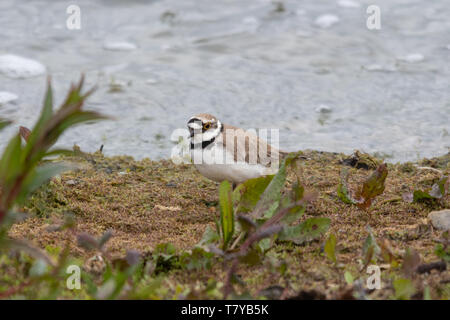 Flussregenpfeifer (Charadrius dubius), eine kleine plover Vogel wandern entlang der Ufer auf der Suche nach Essen, Großbritannien Stockfoto