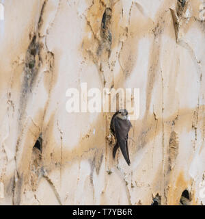 Uferschwalbe (Riparia riparia) Vogel bei seinem Nest Loch in einer künstlichen nesting Bank oder Wand, blashford Seen Naturschutzgebiet in Hampshire, Großbritannien Stockfoto