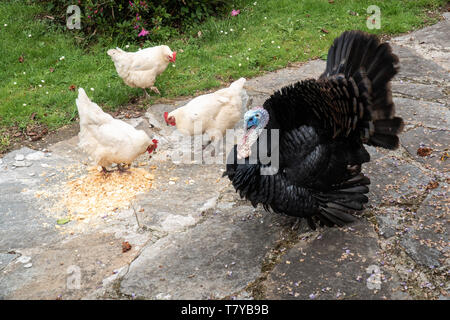 Männliche Türkei und drei weiße Hühner essen im Freien Stockfoto