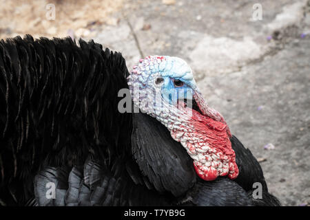 Portrait der männlichen Türkei, Meleagris gallopavo, blauen und roten Kopf Stockfoto