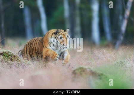 Sibirische Tiger springen in der wilden Taiga. Sibirische Tiger Panthera tigris altaica Stockfoto