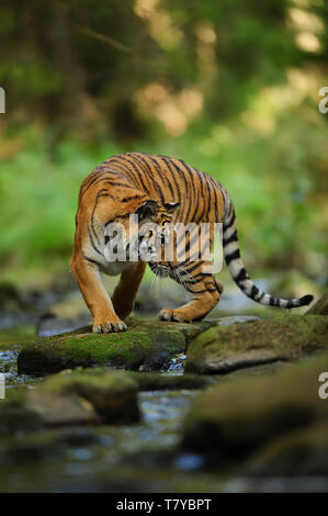 Sibirische Tiger auf dem Stein nahe am Fluss. Sibirische Tiger Panthera tigris altaica Stockfoto