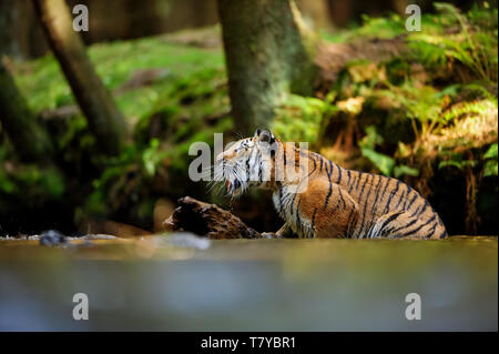 Tiger schreien in den Fluss. Wald Strom mit gefährlichen Tier. Panthera tigris altaica Stockfoto