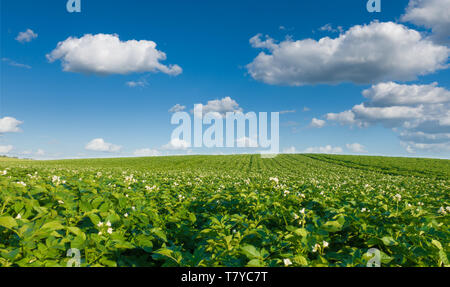 Landschaft, schöne Kartoffelacker und Sky. Grünes Feld blühenden Kartoffel an schönen Tag. Stockfoto