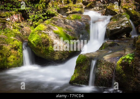 Kaskaden eines Mountain Creek fiel die nassen, grünen Moos Felsen im Wald während der frühen Frühjahr und Aufhellen von der Sonne Stockfoto