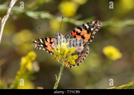 Painted Lady Butterfly Fütterung von einem Senf Blume an der Küste von Kalifornien. Flügel ausbreiten, mit Blick auf die Kamera, Augen sichtbar. Stockfoto