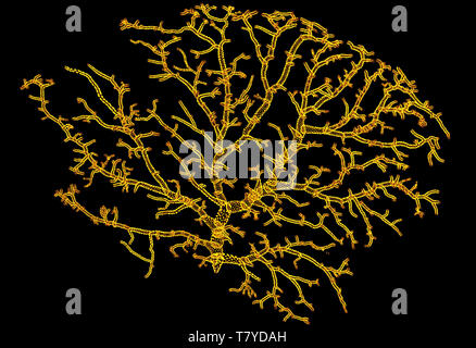 Mikroskopische Ansicht der Neuronen. Gehirnregion, Optic lobe, Drosophila melanogaster Neuron. Verbindungen und Kommunikation und Hirnstimulation Stockfoto