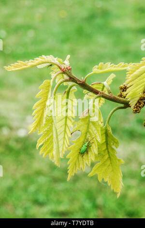 Grüner Käfer auf einem frischen Blatt, Eiche Quercus x deamii Blätter neue Eiche Frühling Stockfoto