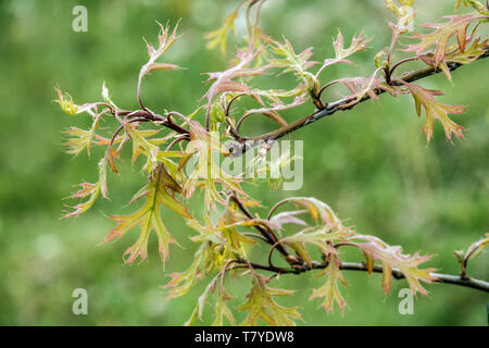 Frische neue Blätter, Northern Pin Eiche Quercus ellipsoidalis Blätter neue Eiche Frühling Stockfoto