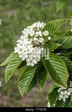 Weiße Blüte, Blätter, Mountain Ash, Sorbus alnifolia 'Red Bird' Stockfoto