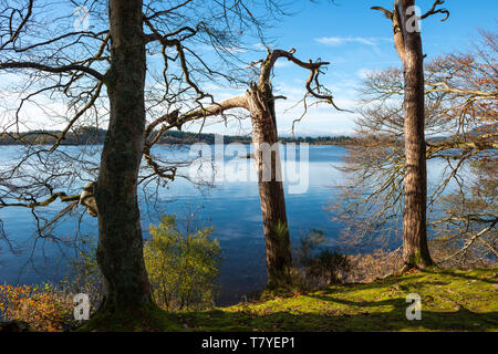 Blick durch die Bäume zum See der Menteith in die Trossachs, Schottland, Großbritannien Stockfoto