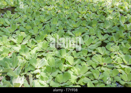 Moskito Farn oder Wasser fern. Stockfoto