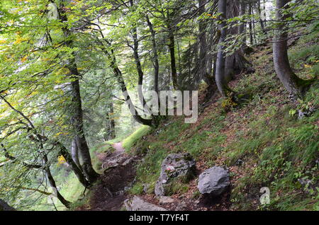 Wald in der Nähe von Lake Gosau im Salzkammergut in Österreich Stockfoto