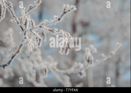 Baum palmkätzchen mit Frost bedeckt. Schönen winter Hintergrund. Close-up. Soft Focus Stockfoto