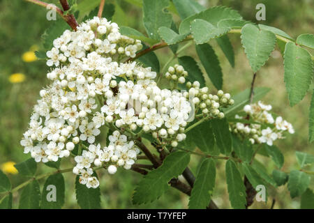 Blütenstand, weiße Blüten, Blätter, Sorbus 'Teppich aus Gold' Stockfoto