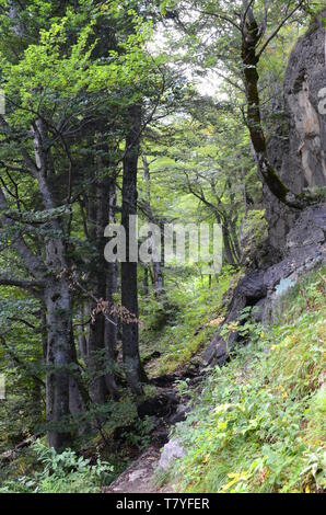 Wald in der Nähe von Lake Gosau im Salzkammergut in Österreich Stockfoto