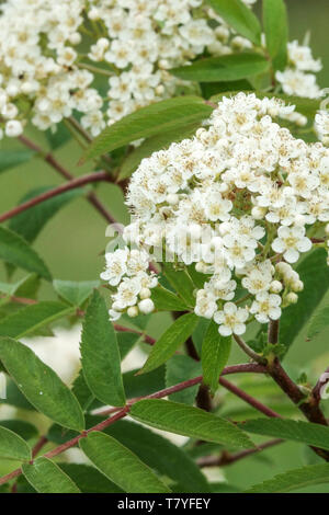 Blütenstand, weiße Blüten, Blätter, Sorbus "Brilliant Gelb" Stockfoto