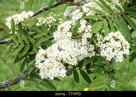 Blütenstände, weiße Blüten, Blätter, Sorbus 'Brilliant Yellow' Sorbus aucuparia Blume Rowan Blüte Stockfoto