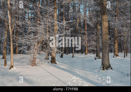 Die Sonnenstrahlen brechen durch die Zweige eines Baumes. Gefrorene Park im Winter unter Schnee. Lettland. Ostsee. Stockfoto