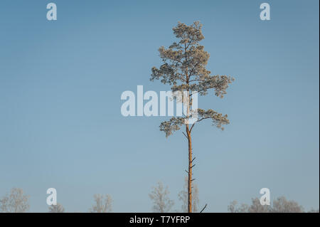 Winterlandschaft. Einsame Kiefer gegen den schönen blauen Himmel. Stockfoto