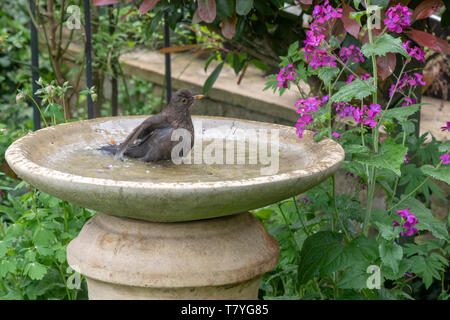 Turdus merula. Weibliche Amsel waschen in ein Vogelbad im Englischen Garten. Großbritannien Stockfoto