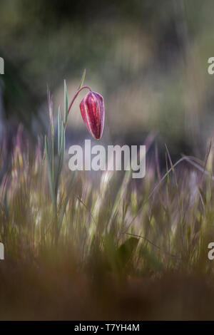 Fritillaria Lusitanica Stockfoto