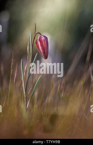 Fritillaria Lusitanica Stockfoto