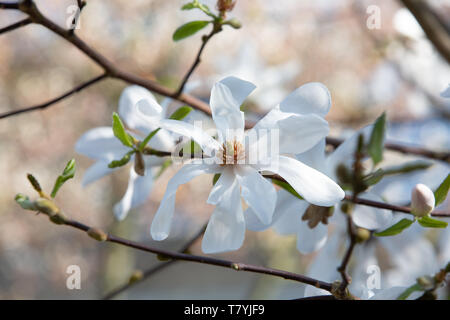 Die weißen und stark duftenden Viele-blättrige Blüten der weißen Ballerina Magnolia - Magnolia x loebneri 'Ballerina'. Stockfoto