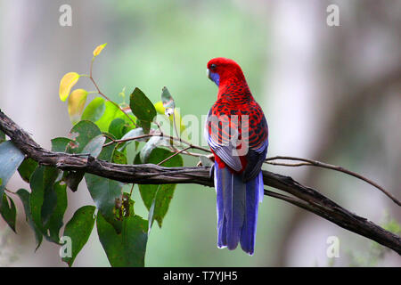 Der Crimson Rosella (Platycercus elegans) ist ein Papagei aus östlichen und südöstlichen Australien Stockfoto