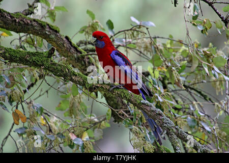 Der Crimson Rosella (Platycercus elegans) ist ein Papagei aus östlichen und südöstlichen Australien Stockfoto