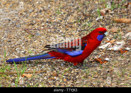 Der Crimson Rosella (Platycercus elegans) ist ein Papagei aus östlichen und südöstlichen Australien Stockfoto