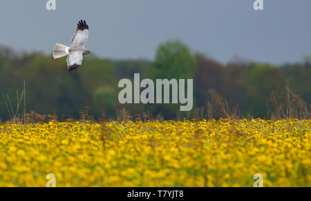 Erwachsene männliche Kornweihe fliegen über den blühenden taraxacum Feld Stockfoto