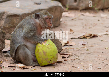 Long-tailed macaque Essen eine conconut am Tempel Angkor Wat in Kambodscha Stockfoto