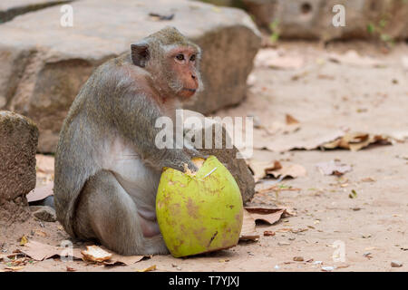 Long-tailed macaque Essen eine conconut am Tempel Angkor Wat in Kambodscha Stockfoto