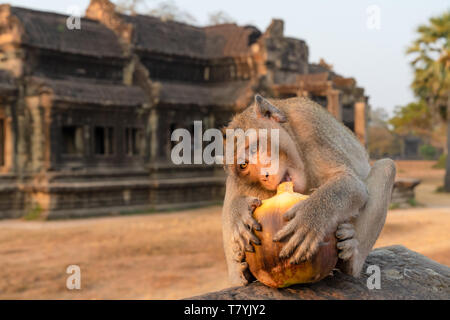 Long-tailed macaque Essen eine conconut am Tempel Angkor Wat in Kambodscha Stockfoto