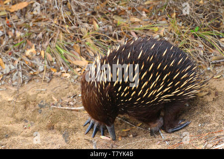 Echidnas, manchmal bekannt als Stacheligen Ameisenbären, gehören zur Familie Tachyglossidae monotreme in der Reihenfolge der eierlegende Säugetiere. Stockfoto