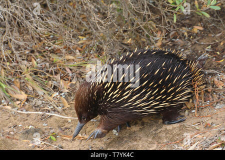 Echidnas, manchmal bekannt als Stacheligen Ameisenbären, gehören zur Familie Tachyglossidae monotreme in der Reihenfolge der eierlegende Säugetiere. Stockfoto