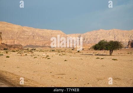 Grüne treein der timna Nationalpark mit Felsen und Sand in den Süden Israels Stockfoto