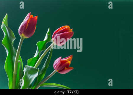 Blumenstrauß aus drei rote Tulpen auf dunkelgrünem Hintergrund isoliert-text Raum, Grußkarte Stockfoto