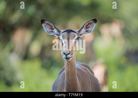 Südafrika, Sun City, Pilanesberg Nationalpark, Impala Stockfoto