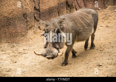 Afrikanisches männliches Warzenschwein mit Stoßzähnen und großen Gesichtswatteln Tansania, Afrika Stockfoto